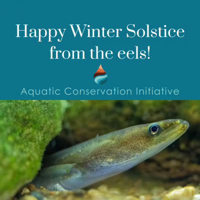 Winter Solstice Eel