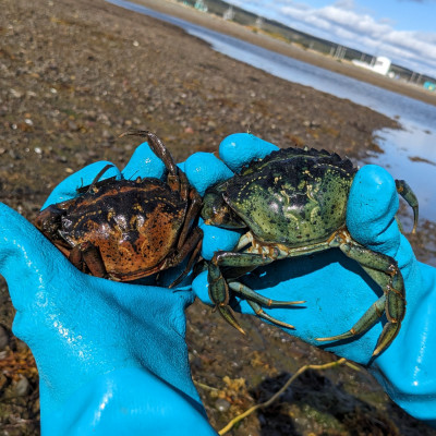 Invasive European Green Crab 2024
