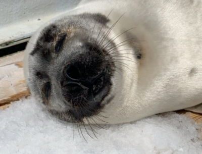 Harp Seal